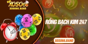 Rồng Bạch Kim 247