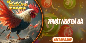 Thuật Ngữ Đá Gà