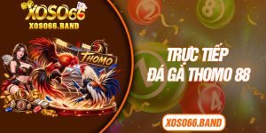 Trực Tiếp Đá Gà Thomo 88